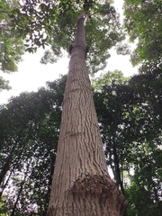 Cinnamomum micranthum