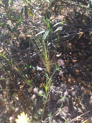 Aegilops triuncialis