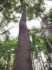 Cinnamomum micranthum