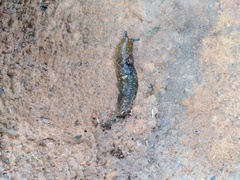 Limacus flavus