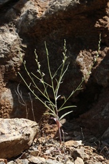 Streptanthus barbiger