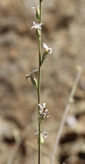 Streptanthus barbiger