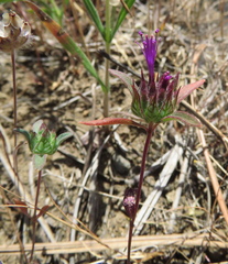 Monardella douglasii