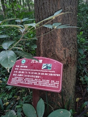 Cinnamomum micranthum