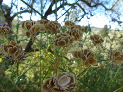 Leiotulus aureus