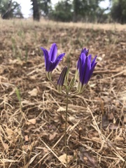 Brodiaea coronaria