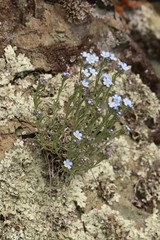 Eritrichium pectinatum