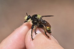 Laphria fernaldi