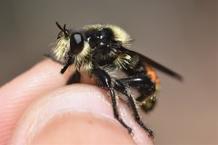 Laphria fernaldi