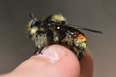 Laphria fernaldi