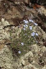 Eritrichium pectinatum