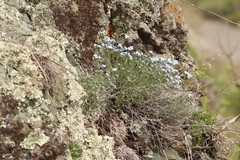 Eritrichium pectinatum