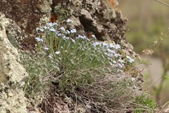 Eritrichium pectinatum