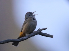 Leiothlypis crissalis