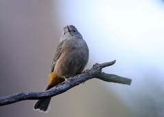 Leiothlypis crissalis