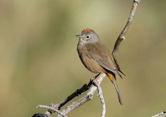 Leiothlypis crissalis