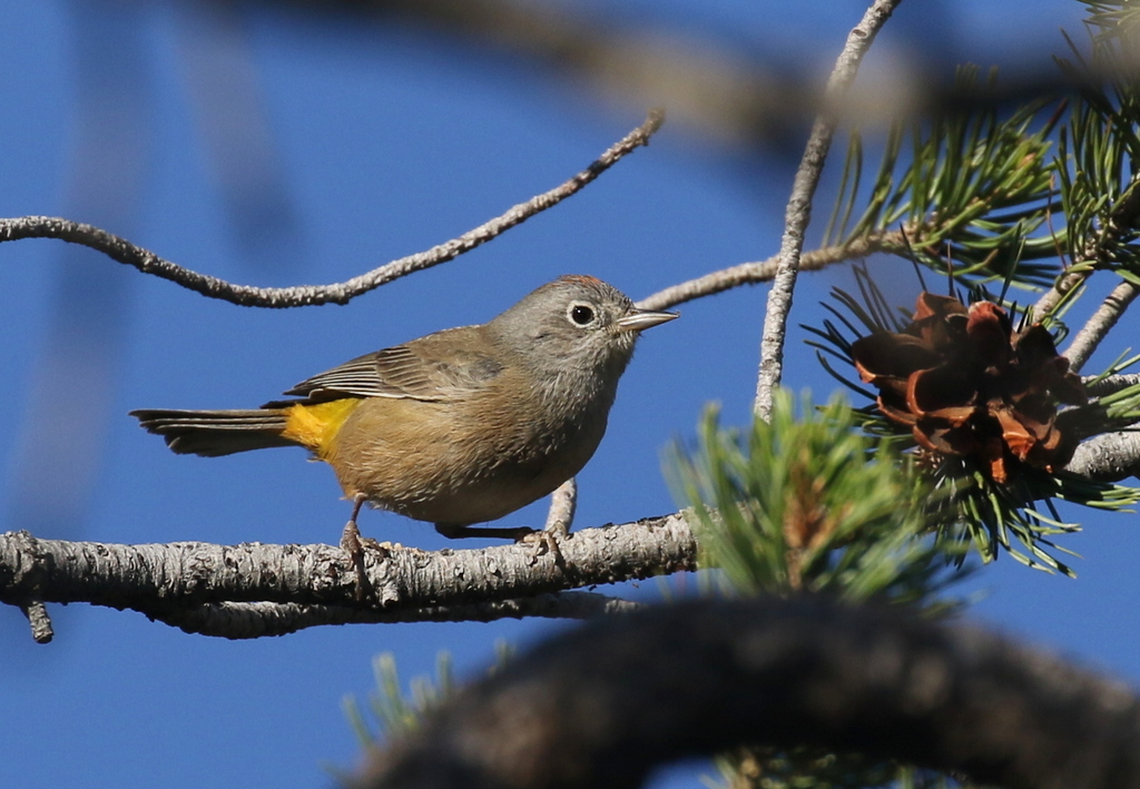 Colima Warbler from Big Bend National Park, Brewster, Texas, United ...