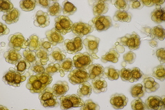 Urocystis colchici