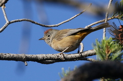 Leiothlypis crissalis
