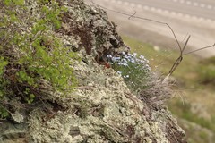 Eritrichium pectinatum