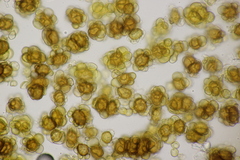 Urocystis colchici