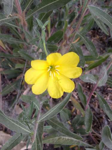 iNaturalist observation photo of tall evening primrose