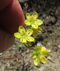 Hesperolinon breweri