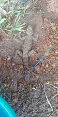 Agama agama