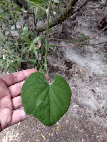 iNaturalist observation photo of desert wild grape