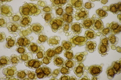 Urocystis colchici