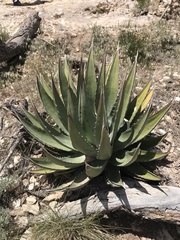 Agave utahensis