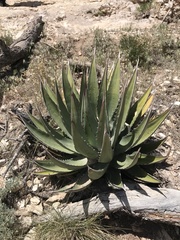 Agave utahensis