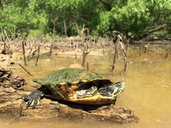 Trachemys scripta troostii