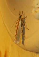 Crambus girardellus