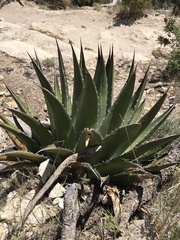 Agave utahensis