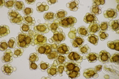 Urocystis colchici