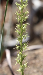 Platanthera leptopetala