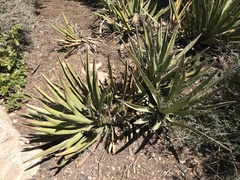 Agave utahensis
