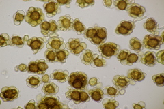 Urocystis colchici