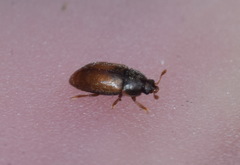 Epuraea melanocephala