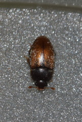 Epuraea melanocephala