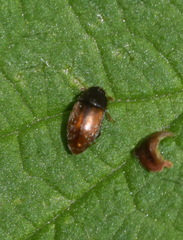 Epuraea melanocephala