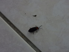 Pyrocoelia formosana