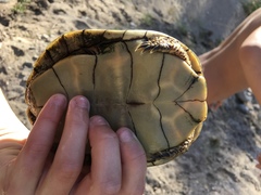 Actinemys marmorata pallida