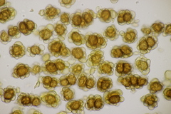 Urocystis colchici