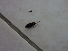 Pyrocoelia formosana