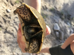 Actinemys marmorata pallida