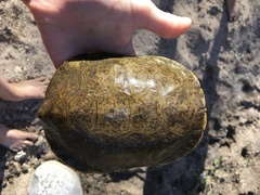 Actinemys marmorata pallida