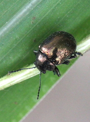 Colasposoma dauricum