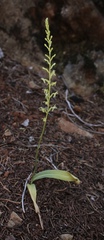 Platanthera leptopetala